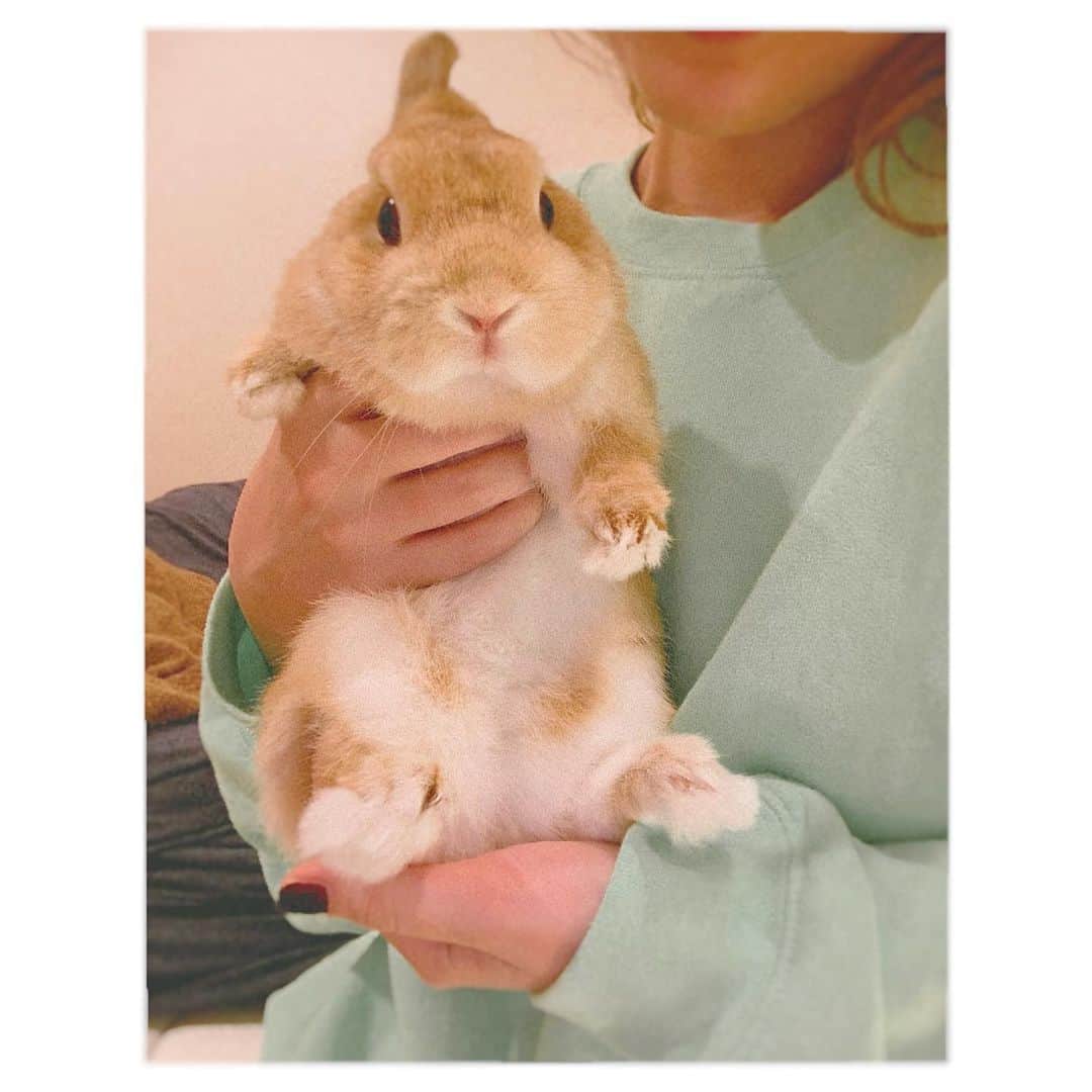 MACOのインスタグラム：「何故か首と背中やっちゃいました… こんな痛いんかー、ぎっくり首！ インスタに載せる写真がない🤦‍♂️ので うちのかわちい姫ちゃん見てください… 🐰 #うさぎのいる暮らし #rabbit」