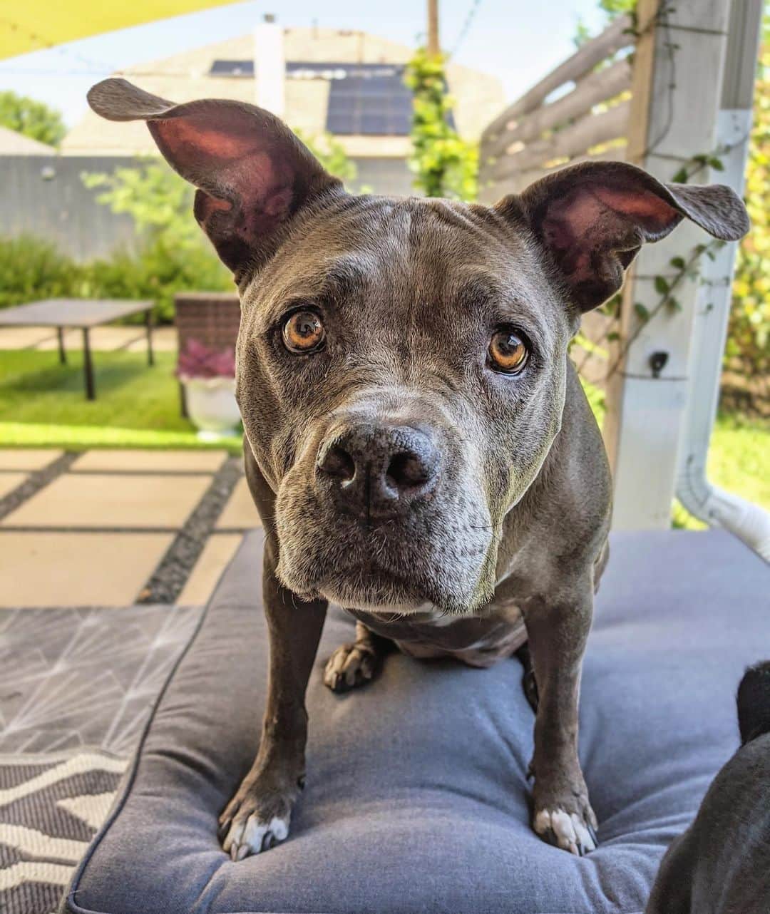 ロッコのインスタグラム：「Her ears are fire 🔥 . . .  #dogsofinstagram #pitbullsofinstagram #pitbulls #dogs #lovedogs #lovepitbulls #pibbles #pitties #lovepits #doggos #lovepups #adorabull #lovebullies #cutedog #happydog #pits #weeklyfluff #Austindogs #teampixel #buzzfeedanimals」