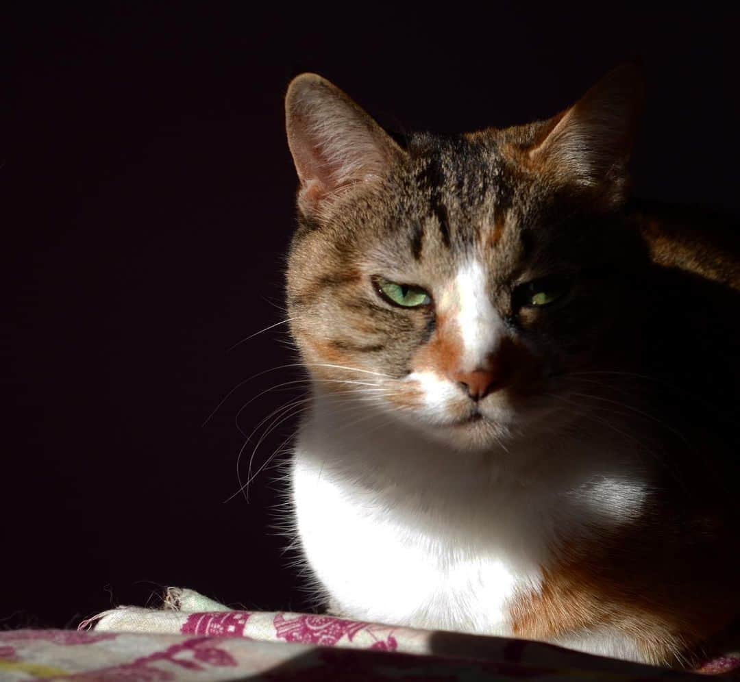 のインスタグラム：「必殺仕置人風。 #うちの猫ら #castella #猫 #ねこ #cat #ネコ #catstagram #ネコ部 http://kachimo.exblog.jp」