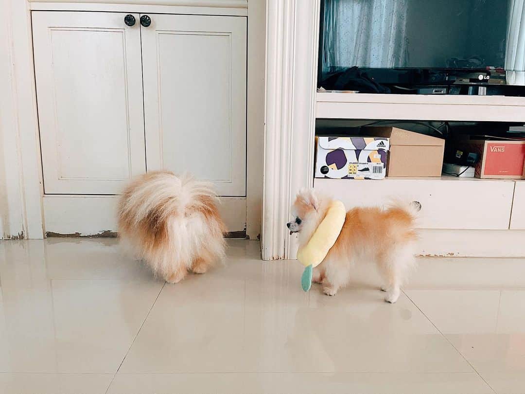 r_oseのインスタグラム：「Queuing...🐰〰️ She ‘s surely know how to wait🍋」