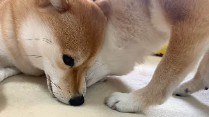 豆柴 サニーちゃんのインスタグラム