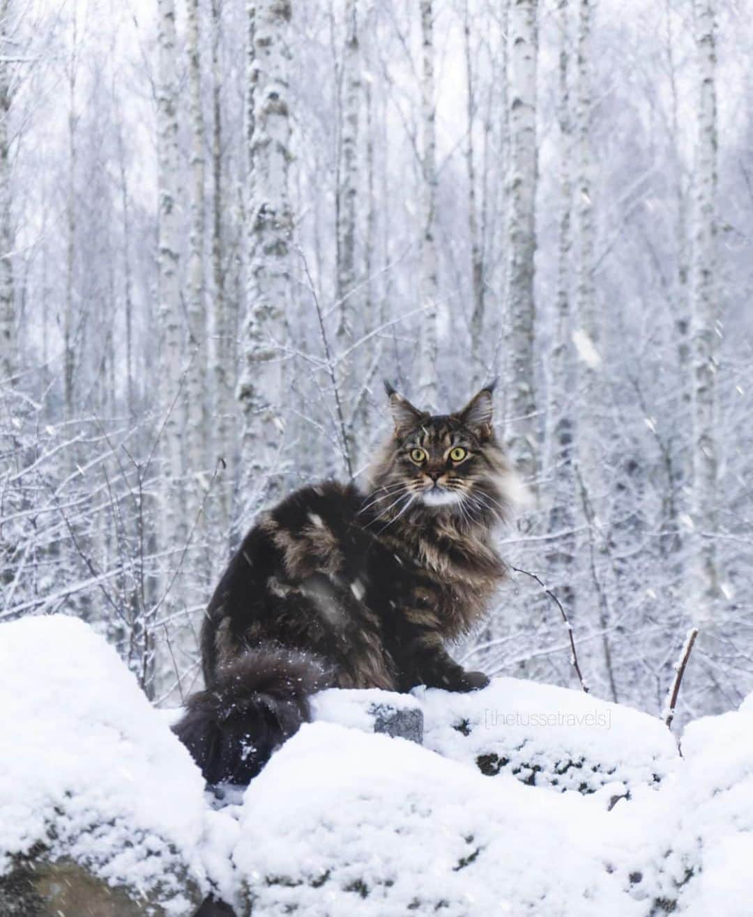 Bolt and Keelのインスタグラム：「Does your adventure cat like the snow or no? ❄️🐱 . @adventrapets ➡️ @thetussetravels  —————————————————— Follow @adventrapets to meet cute, brave and inspiring adventure pets from all over the world! 🌲🐶🐱🌲  • TAG US IN YOUR POSTS to get your little adventurer featured! #adventrapets ——————————————————」