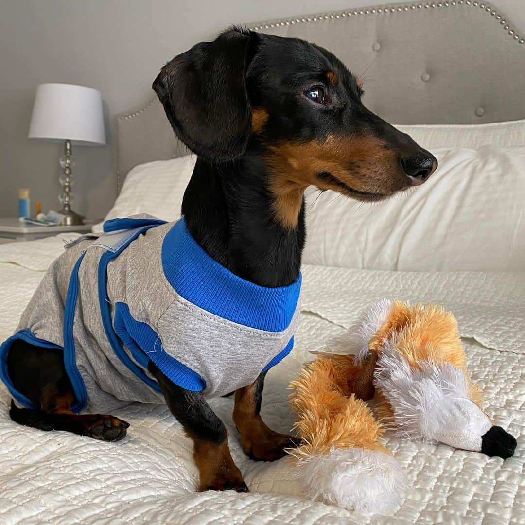 Crusoe the Celebrity Dachshundのインスタグラム：「UPDATE:  I know many of you have been anxious to hear about Crusoe, but this past week has been so incredibly difficult for us that we needed to do this as a family.   As you know, ever since Crusoe had his gallbladder removed in June, he’s had elevated liver enzymes in a somewhat stable range of 4-7x normal. That was, up until mid December when they doubled to upward of 15x normal. Although, he never showed any sign of being ill.  So, we were faced with our most difficult decision yet - do we opt for the route of “benign neglect” in ignoring Crusoe’s (now escalating) liver enzymes given he’s been feeling fine? Or do we opt for surgery/biopsy, which is the only way to truly know what might be going on, and potentially give us a chance to address it? Neither option was guaranteed anything, and with either decision we would be faced with worry and self doubt.  Ultimately, we decided to do the surgery/biopsy. I can’t tell you how absolutely heartbreaking it is to put him through this again and how many tears we’ve shed the last few days, plus try to cope with the soul-breaking self-doubt as to whether we’re making the right decision or not. One thing I can say, is that the incredible liver expertise, clinical care, and surgical excellency at @cornellvet eased at least a fraction of our worries.   Crusoe’s surgery went well on Friday. They took biopsies, but because of suspicions for potentially something in his bile duct, the surgeon flushed this out. As it turns out, it had a lot of “grit” in it (like sand). So, it was good this was cleared out, but the experts also don’t seem to think this is the “full explanation” as to whatever is going on.  Crusoe has been recovering well and is back with us at our Airbnb in New York. Biopsy results will be reviewed by Cornell. For now, we are just so so thankful that the surgery is done and recovery has been going well.   So, I’ll post an update to our blog or YouTube when we have the biopsy results and ‘hopefully🤞’ some answers to all this. Thank you all again for keeping Crusoe in your thoughts and prayers. I can tell you, it has helped give us comfort to think of all the fans who are wishing on our little star ⭐️.」