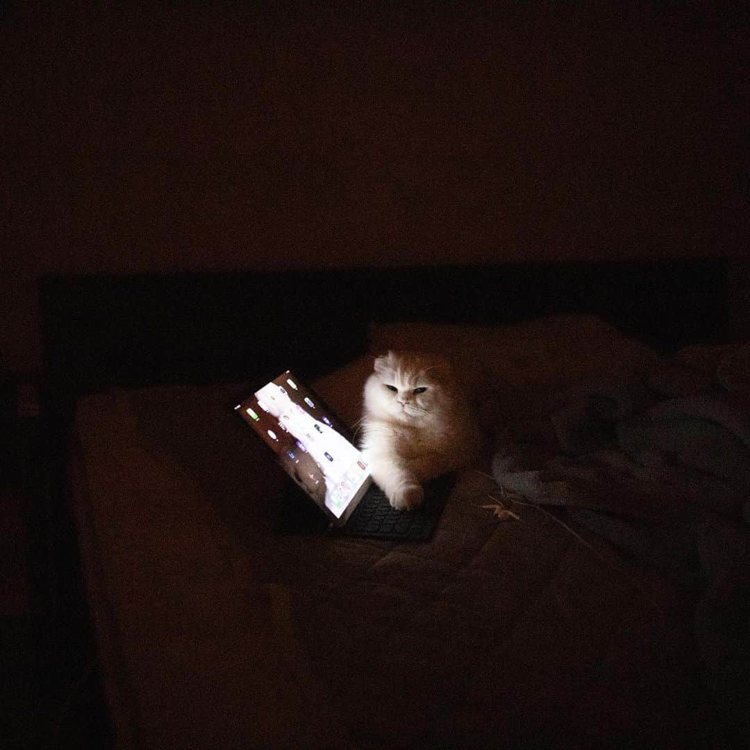 Ryo Yamazakiのインスタグラム：「人の寝床で夜な夜な調べものするヤツがおる📖 #どうりで電池の減りが早い #何かの記号を検索中 #眠れない夜 #枕にもなる .  Having a sleepless night.📖 .  #cat #scottishfold #catstagram #catsofinstagram #instacat #猫 #ねこ #ネコ #猫部 #ふわもこ部 #ペコねこ部 #みんねこ #もふもふ #スコティッシュフォールド #白猫 #白いすこちゃん同盟  #しろねこ」