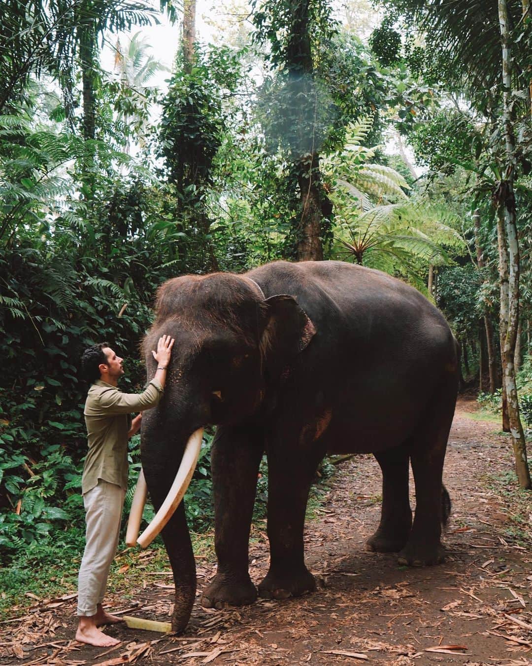 Sezgin YILMAZのインスタグラム：「🐘」