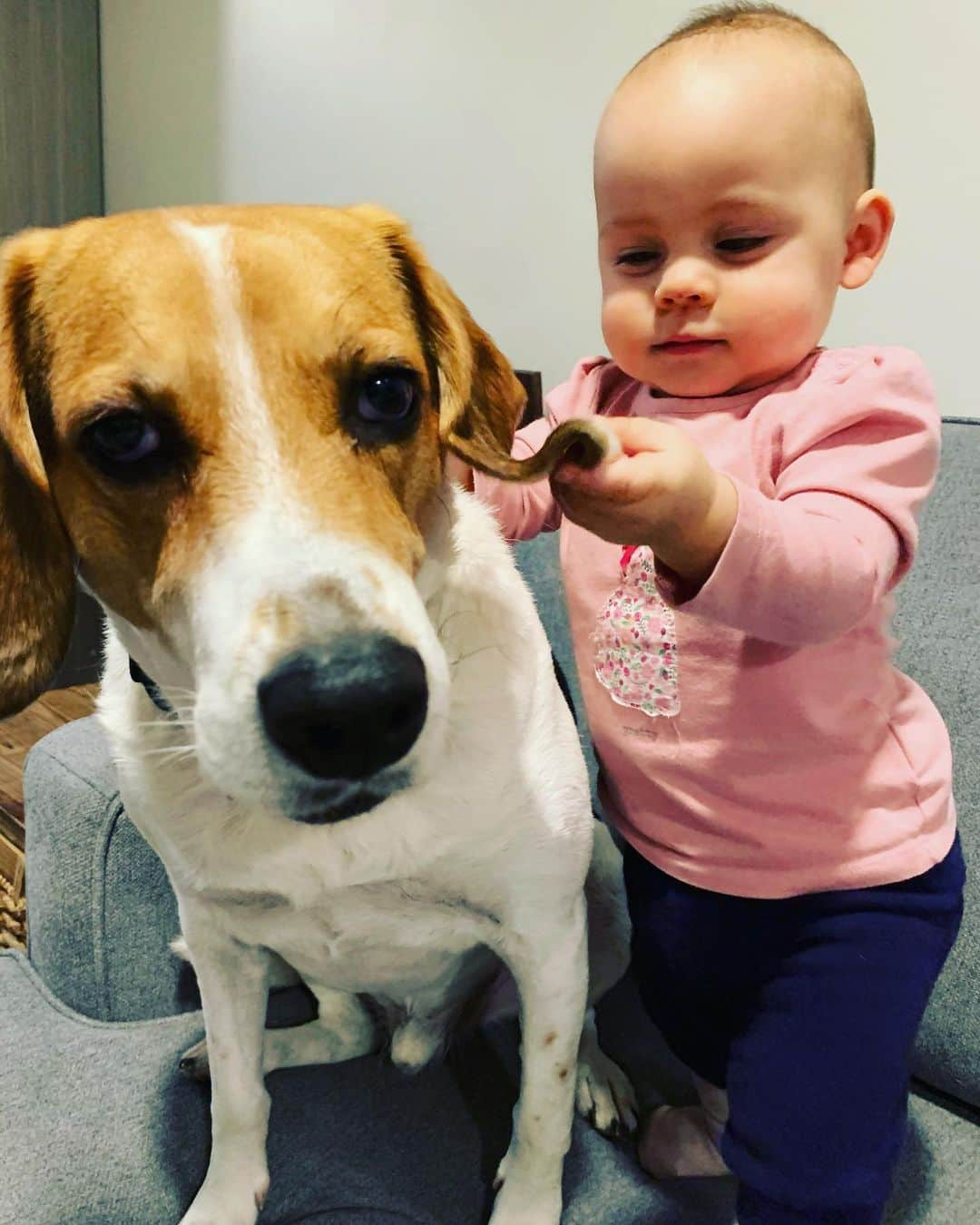 メーガン・デュアメルさんのインスタグラム写真 - (メーガン・デュアメルInstagram)「Theo had all the attention this morning! He loves baby Zoey so much. She always asks to go up on the couch so she can play with her friend 🐶 She loves his floppy ears! Does anyone know if beagles are normally this docile or if Theo is just a very unique one?! #doglove #beaglesofinstagram #beagle #babyanddog #babiesfirstfriend #babyandbeagle」1月20日 2時54分 - meaganduhamel