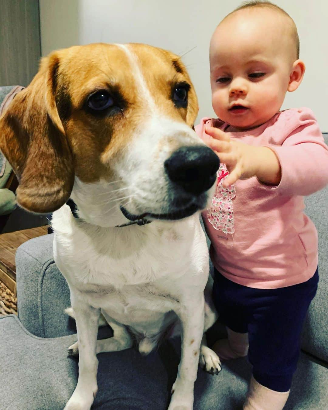 メーガン・デュアメルさんのインスタグラム写真 - (メーガン・デュアメルInstagram)「Theo had all the attention this morning! He loves baby Zoey so much. She always asks to go up on the couch so she can play with her friend 🐶 She loves his floppy ears! Does anyone know if beagles are normally this docile or if Theo is just a very unique one?! #doglove #beaglesofinstagram #beagle #babyanddog #babiesfirstfriend #babyandbeagle」1月20日 2時54分 - meaganduhamel