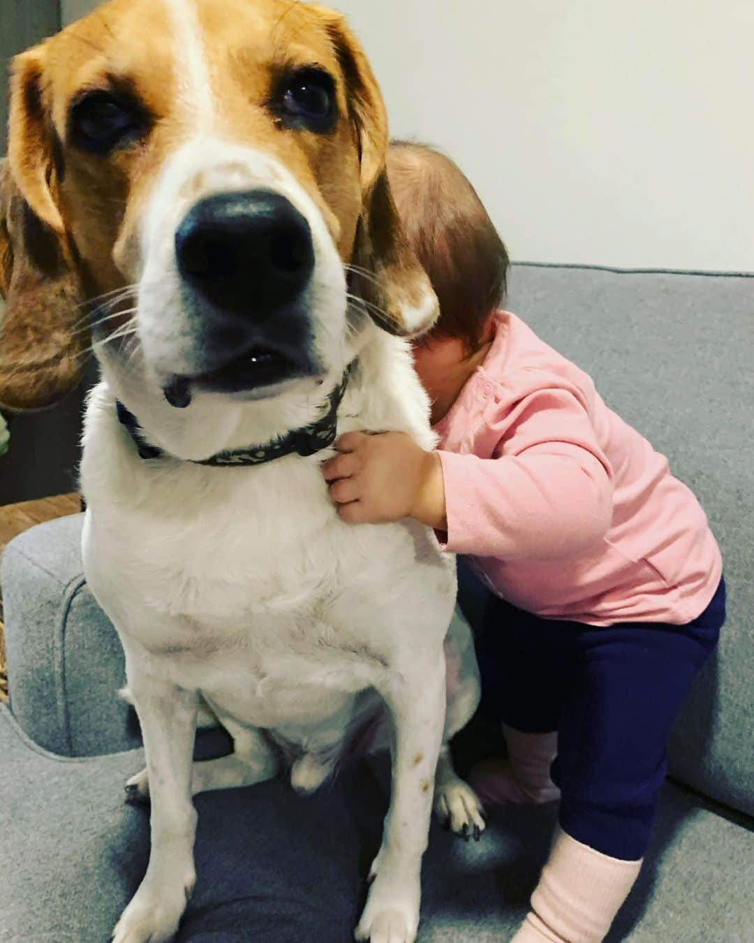 メーガン・デュアメルさんのインスタグラム写真 - (メーガン・デュアメルInstagram)「Theo had all the attention this morning! He loves baby Zoey so much. She always asks to go up on the couch so she can play with her friend 🐶 She loves his floppy ears! Does anyone know if beagles are normally this docile or if Theo is just a very unique one?! #doglove #beaglesofinstagram #beagle #babyanddog #babiesfirstfriend #babyandbeagle」1月20日 2時54分 - meaganduhamel