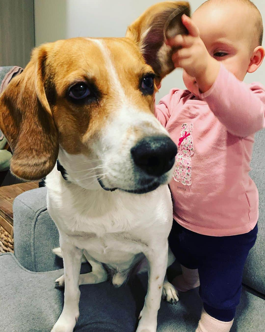 メーガン・デュアメルさんのインスタグラム写真 - (メーガン・デュアメルInstagram)「Theo had all the attention this morning! He loves baby Zoey so much. She always asks to go up on the couch so she can play with her friend 🐶 She loves his floppy ears! Does anyone know if beagles are normally this docile or if Theo is just a very unique one?! #doglove #beaglesofinstagram #beagle #babyanddog #babiesfirstfriend #babyandbeagle」1月20日 2時54分 - meaganduhamel