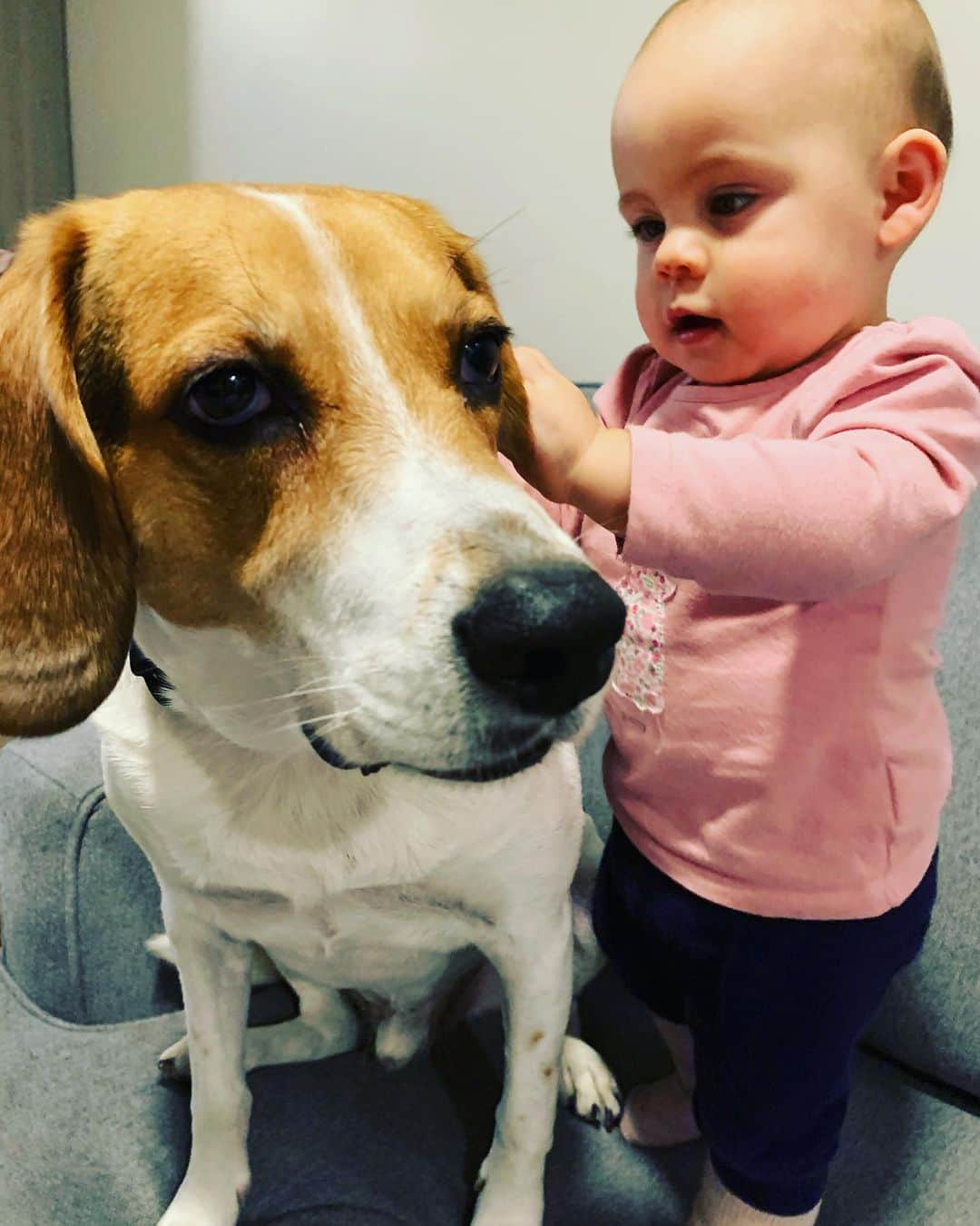 メーガン・デュアメルさんのインスタグラム写真 - (メーガン・デュアメルInstagram)「Theo had all the attention this morning! He loves baby Zoey so much. She always asks to go up on the couch so she can play with her friend 🐶 She loves his floppy ears! Does anyone know if beagles are normally this docile or if Theo is just a very unique one?! #doglove #beaglesofinstagram #beagle #babyanddog #babiesfirstfriend #babyandbeagle」1月20日 2時54分 - meaganduhamel