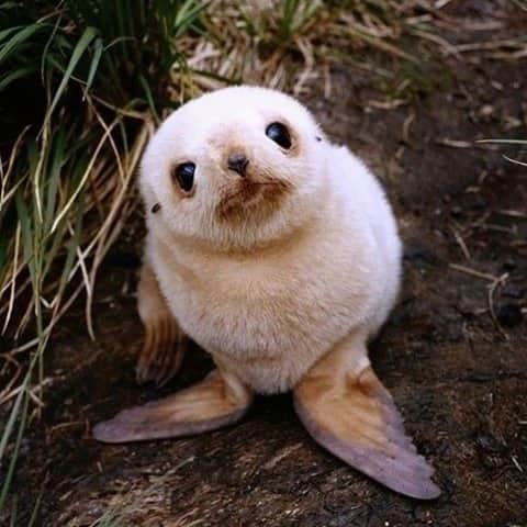 Baby Animalsのインスタグラム：「Look at this little cutie!」