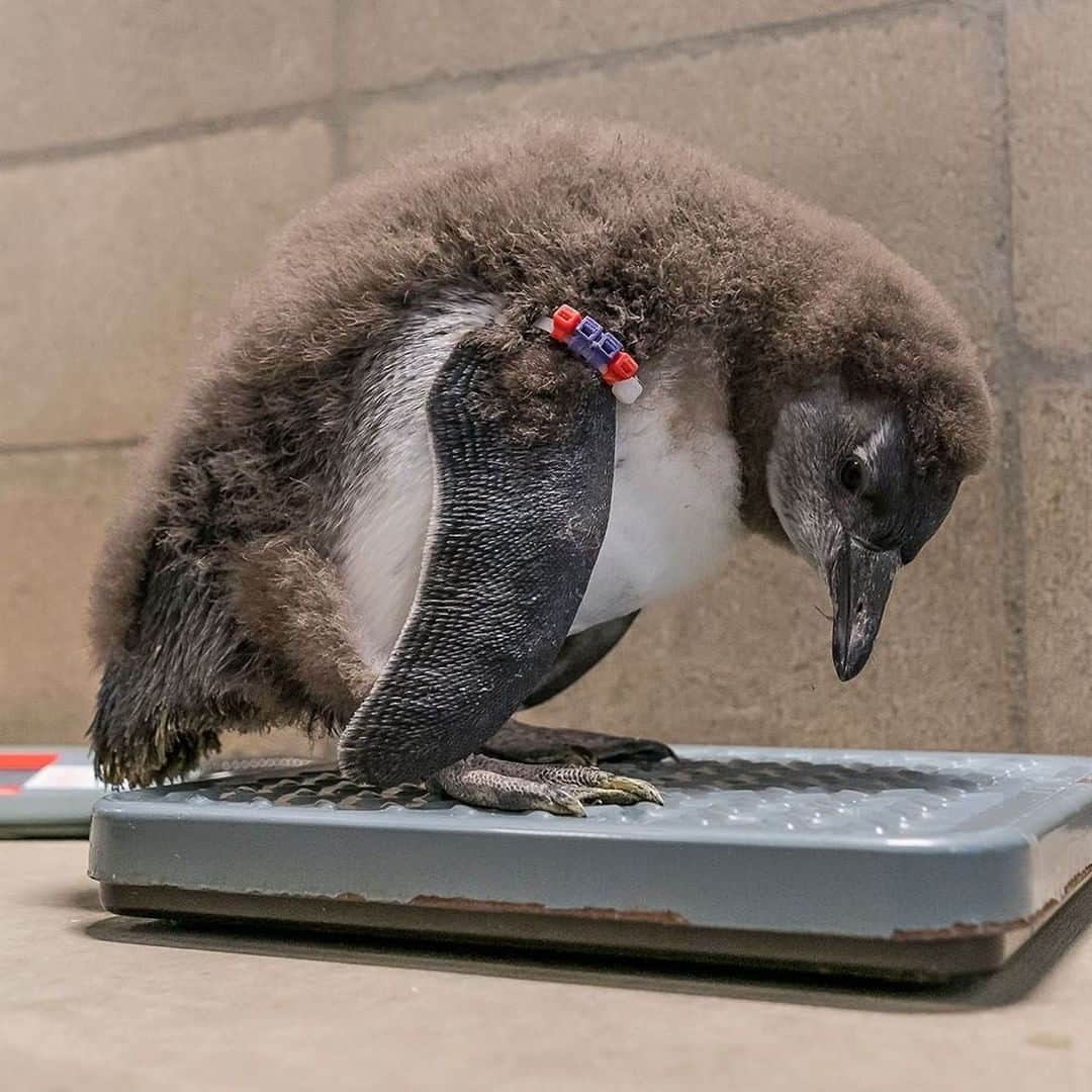 San Diego Zooさんのインスタグラム写真 - (San Diego ZooInstagram)「Quarantine 15...ounces. 🐧  In the penguin world, fat is the goal.  Fat penguins are warmer and able to go longer without food, which is essential when you have to sit on an egg for days on end.   #PartyInTheFrontBusinessGooseInTheBack #PenguinWeighIn  #PuttinOnPenguinPounds」1月20日 3時52分 - sandiegozoo