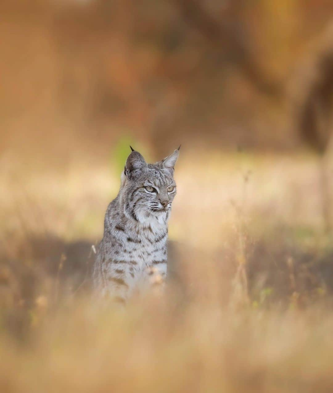 Chase Dekker Wild-Life Imagesのインスタグラム：「Still hard to imagine it’s getting close to a year since I’ve left California. While I miss travel and wildlife adventures around the globe, I can’t complain too much as the animal watching and biodiversity California provides is brilliant. While my state doesn’t have the large terrestrial fauna as say Africa or Alaska, there are some rare gems, such as the largest population of bobcats in the world. These small and elusive hunters reside up and down the state, only showing themselves when they want to be seen (which I’m fairly certain is never, but hey if you’re quiet and lucky enough 🤷‍♂️). Just a few days ago we were lucky enough to find two beautiful bobcats hunting together, one of which caught a plump gopher and devoured it in no time. I see these cats quite a bit in passing, even some in my driveway at times, but to have the chance to sit, watch, and photograph them at their level is a real treat. I hope everyone is staying healthy and safe out there!」