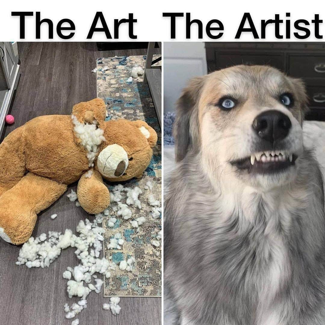 のインスタグラム：「Am just making art - 📷 @halfhuskybros - #barked #dog #doggo #Goberian #HuskyMix #GoldenRetrieverMix」