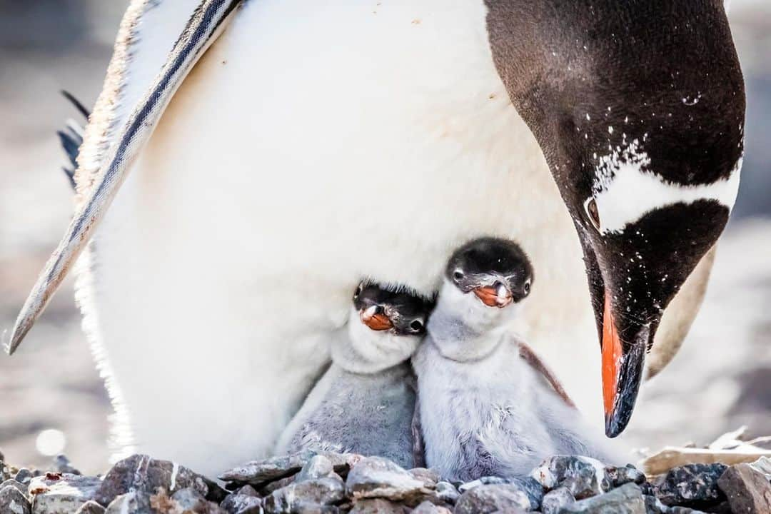 アニマルプラネットさんのインスタグラム写真 - (アニマルプラネットInstagram)「Your #toocutetuesday pick-me-up will be sure to melt the coldest of hearts.  . . . . . #penguin #penguins #penguinchick #penguinchicks #animalplanet #arctic #pictureoftheday #photooftheday"」1月20日 4時00分 - animalplanet