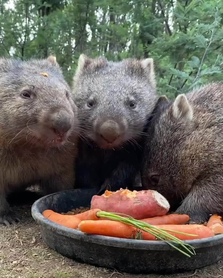 Australiaのインスタグラム