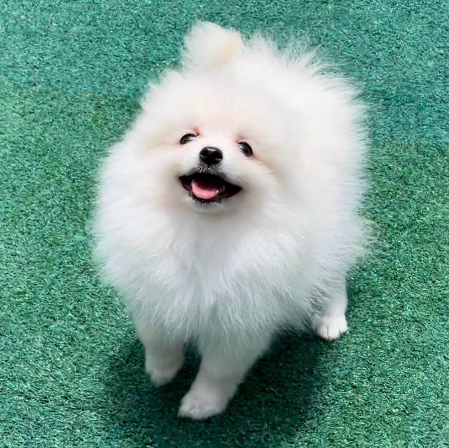 Regeneratti&Oliveira Kennelさんのインスタグラム写真 - (Regeneratti&Oliveira KennelInstagram)「Such a happy face ❤️. Gigi is available and looking for a forever home. For more info on her please DM. #pomeranian #pom #cutepuppies #puppy #sohappy」1月20日 4時46分 - jmarcoz