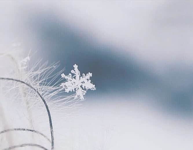 naorinmoonさんのインスタグラム写真 - (naorinmoonInstagram)「﻿ ﻿ ﻿ ﻿ ﻿ ﻿ ﻿ ﻿ ﻿ ﻿ ﻿ ﻿ #snowflake  #ig_hokkaido #instagramjapan #ig_japan_  #ifyouleave #as_archive #still_life_nature #vscocam #still_life_mood #reco_ig #nature_brilliance #tv_flowers #ig_eternity #moody_nature #dof_brilliance #heart_imprint #bokeh_bliss #infinity_softly #thehub_macro ﻿」1月20日 5時25分 - naorinmoon