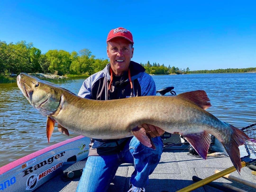 シマノ｜Fishingのインスタグラム：「Domesticating dragons. How long would you guess this muskie hit on the tape?  #FishShimano #MuskieFishing #CatchAndRelease  📸: @jimsaric_themuskyhunter」
