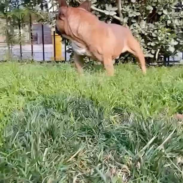 Oprahnbooのインスタグラム：「Rokko. #redfrenchie #dogoftheworld #dogofthefay #doglover #dogoftheweek #dogsofinstagram #tah #share」
