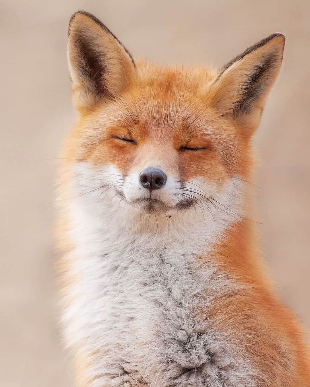 WildLifeさんのインスタグラム写真 - (WildLifeInstagram)「Zen fox. 🦊 Photo by @dickvanduijn」1月20日 6時50分 - wildlifepage