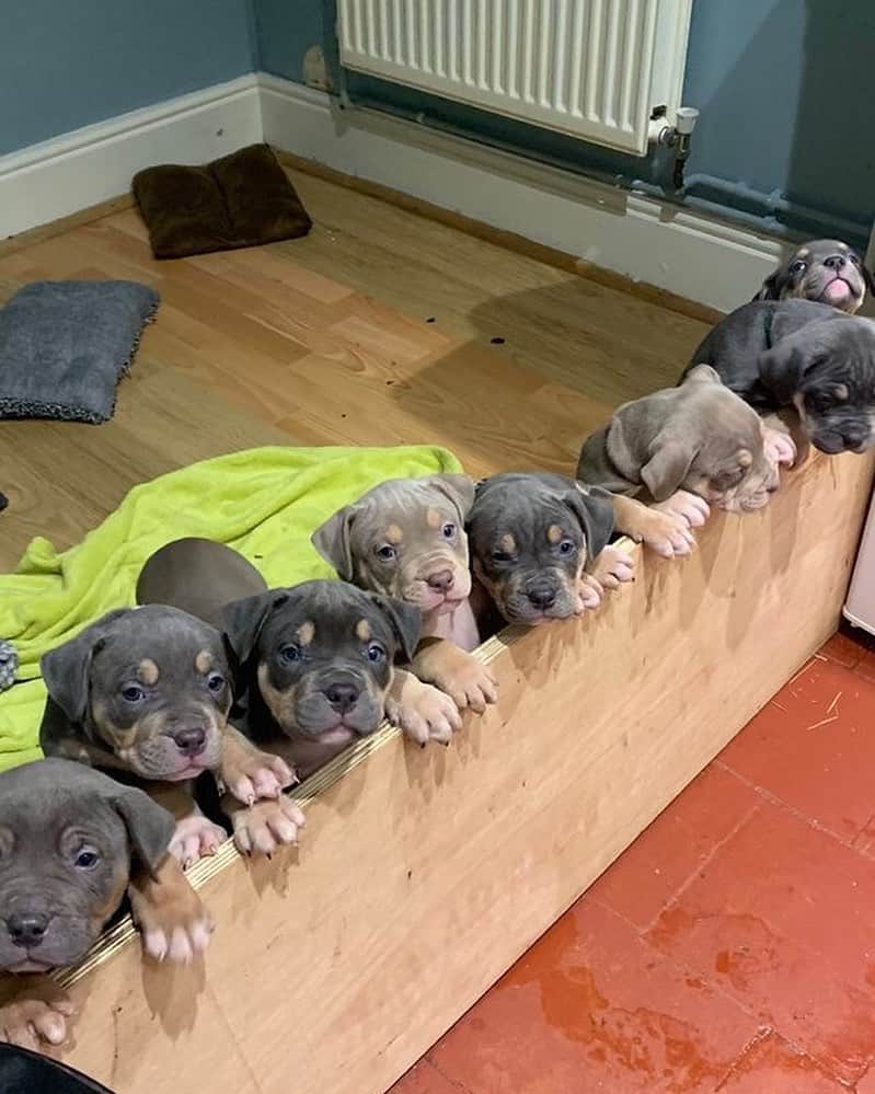 Pit Bull - Fansのインスタグラム：「Choose one? 😍 @whitehouse_bullies」