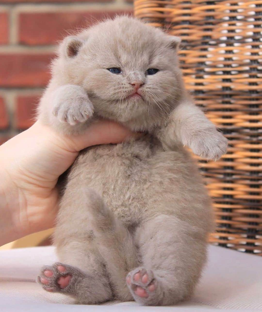 Aww Clubさんのインスタグラム写真 - (Aww ClubInstagram)「Chubby, fluffy, squishy, cuddly... find words to describe this baby chonk⠀ ⠀ 📷@crystal_flames_cattery⠀ ⠀ #meowed #crystalflamescattery #babychonk #chonk #kitten #BSH #britishshorthair #babycat」1月20日 7時00分 - meowed