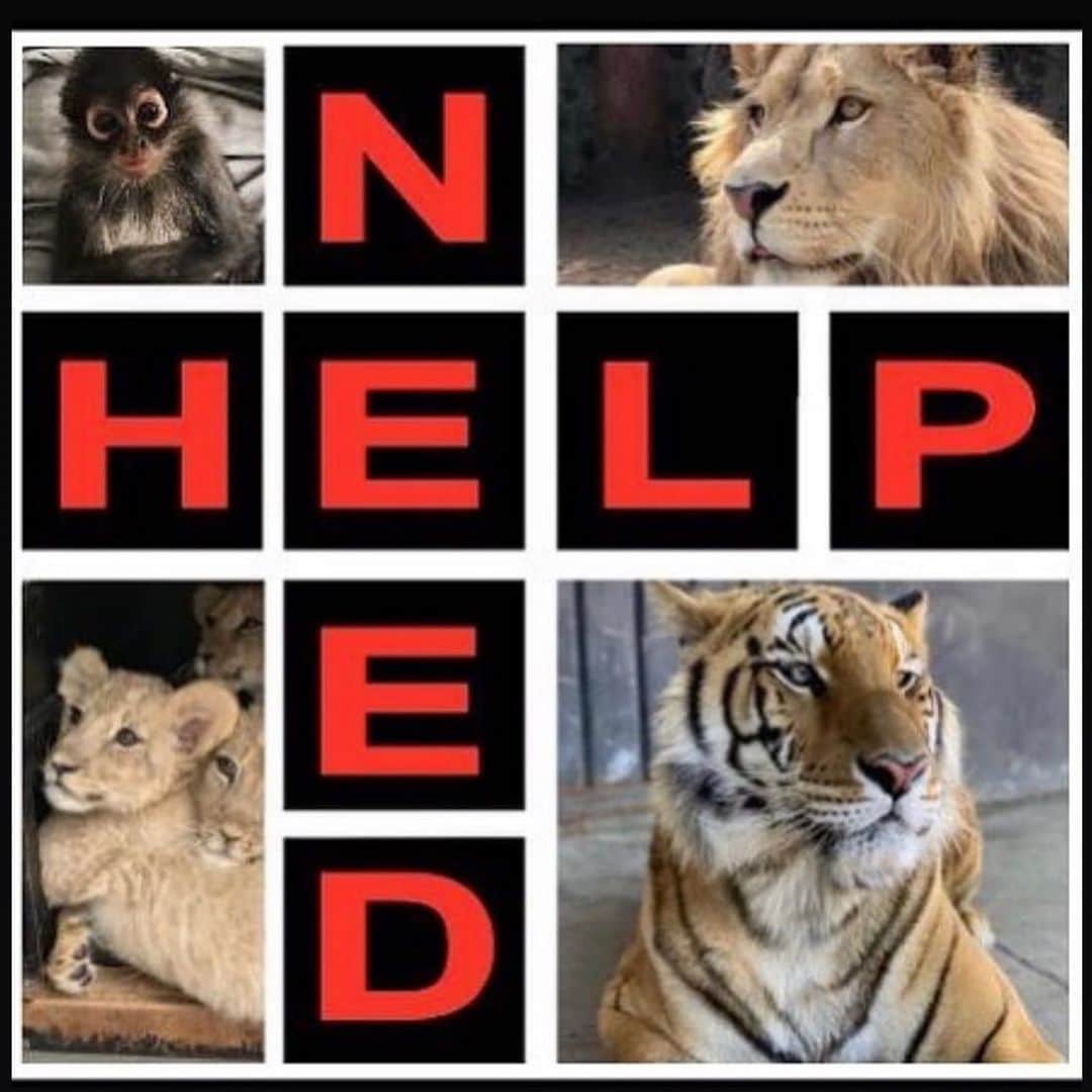 Black Jaguar-White Tiger さんのインスタグラム写真 - (Black Jaguar-White Tiger Instagram)「ACTIVE LINK TO DONATE ON OUR BIO :)  In these pandemic times, 5 dollars might not be a Life or Death situation for you, but it is for us. If you are able to donate, please do so as this pandemic year has really hurt us. Thank you from the bottom of our Hearts and all our Blessings...」1月20日 7時19分 - blackjaguarwhitetiger
