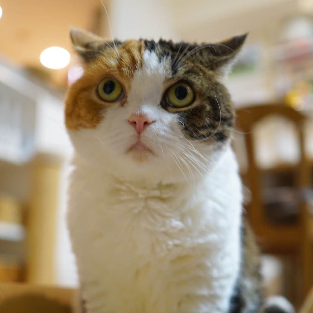 みかんさんのインスタグラム写真 - (みかんInstagram)「. Good morning〜☀️ . まん丸お顔に、ちょこんとイカ耳 可愛いニャー😍 . #みかん #柑橘姉弟 #cat #munchkin  #catstagram  #cats_of_instagram」1月20日 7時31分 - aja.ri