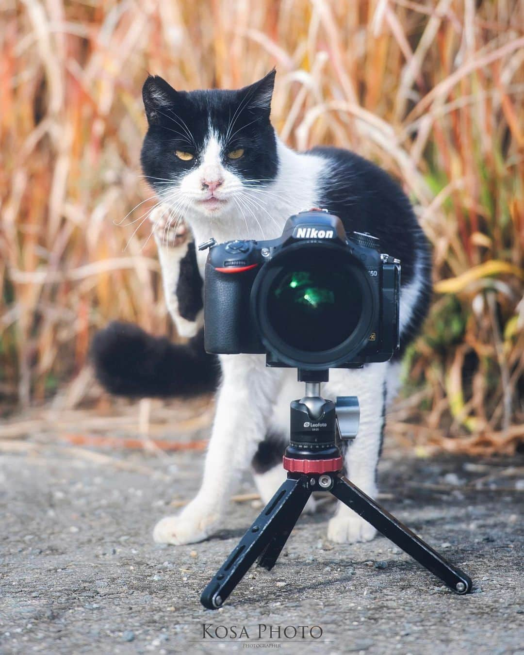 コサさんのインスタグラム写真 - (コサInstagram)「はーい！撮るニャー📸 こっち向いてニャー🐈 . Location:和歌山 Koyasan / Japan🇯🇵 Date:2020年12月 . #nekoclub #tokyocameraclub #team_jp_ #IG_PHOS #photo_jpn #Lovers_Nippon #YourShotPhotographer #light_nikon #LBJ_Legend #広がり同盟メンバー #nipponpic_member #special_spot_legend #japan_of_insta #bestphoto_japan #Rox_Captures #kf_gallery_vip #1x_japan #IGersJP #Japan_Daytime_View #jgrv_member #にゃんすたぐらむ #猫写真 #catsofinstagram #cats_of_world #catstagram #topcatphoto #exclusive_cats #cat_features #kings_cats #乗り越えようnippon」1月20日 7時47分 - kosa_photo