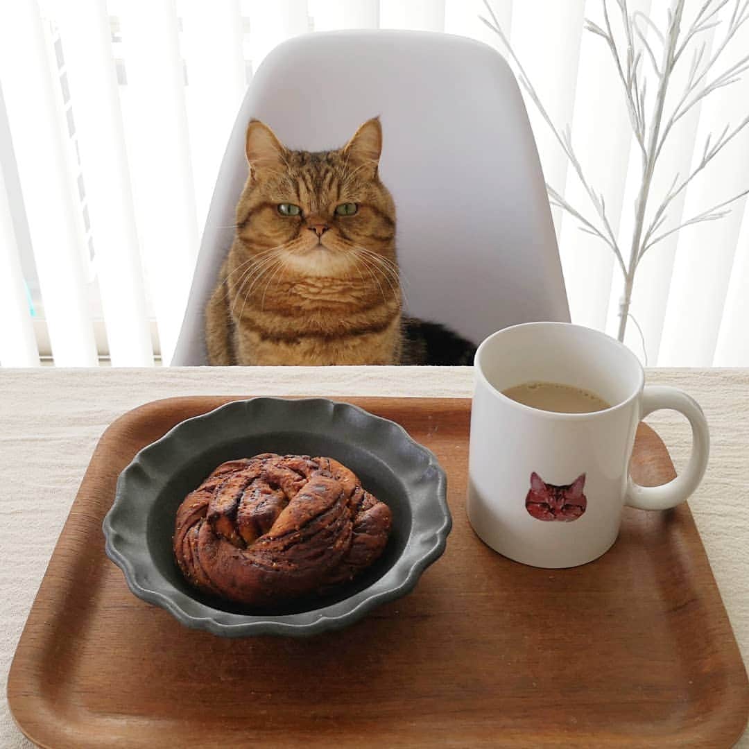 寅次郎（とらちゃん）さんのインスタグラム写真 - (寅次郎（とらちゃん）Instagram)「☆ Good morning . キリッとおはにゃん😼 . 今日はシンプルにパンと豆乳ラテ  それにしても今朝は寒かった～  #寅cafe #basebread #basefoodlife . #cat #cute #meow #貓 #ねこ #エキゾチックショートヘア #無敵の親バカ同盟 #猫のいる暮らし #にゃんすたぐらむ #ペコねこ部 #ねことの暮らし」1月20日 7時50分 - torachanthecat