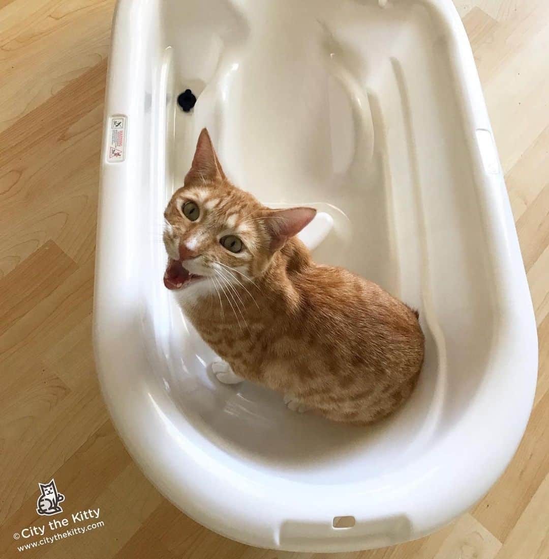 のインスタグラム：「Luckwarm please. 😸   #catbath #happycat」
