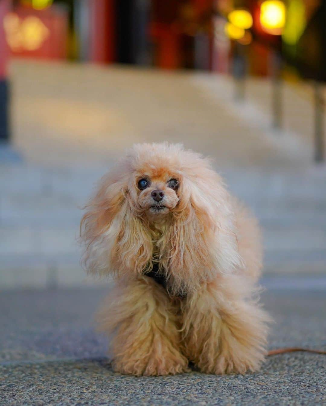 Toypoodle Mikuru?Asakusa Tokyoのインスタグラム：「20210120 Wednesday. Good morning! Friends 💓  今朝は風が吹いて寒い朝でした😵 しかーし‼️ みきゅるんは、風にも負けず 元気に朝活肉活😆  ❶ 浅草寺観音堂前にてこれから肉活に挑む💪🏻 ❷ 出遅れちゃったよ❗️みきゅるん動画 ❸ もっとください‼️動画 ❹ オニクください〜  昨日は出勤だったので一日中お留守番だったみきゅるんなので、今朝は早くから起きて、お散歩行く気満々😄 よく歩いてくれました💓  #浅草寺 #朝活 #肉活」