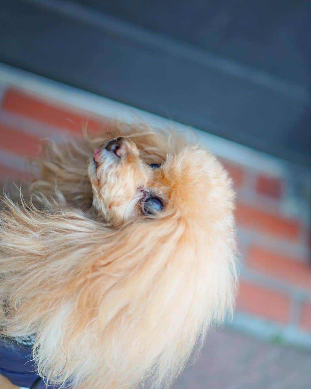 Toypoodle Mikuru?Asakusa Tokyoさんのインスタグラム写真 - (Toypoodle Mikuru?Asakusa TokyoInstagram)「20210120 Wednesday. Good morning! Friends 💓  今朝は風が吹いて寒い朝でした😵 しかーし‼️ みきゅるんは、風にも負けず 元気に朝活肉活😆  ❶ 浅草寺観音堂前にてこれから肉活に挑む💪🏻 ❷ 出遅れちゃったよ❗️みきゅるん動画 ❸ もっとください‼️動画 ❹ オニクください〜  昨日は出勤だったので一日中お留守番だったみきゅるんなので、今朝は早くから起きて、お散歩行く気満々😄 よく歩いてくれました💓  #浅草寺 #朝活 #肉活」1月20日 8時06分 - purapura299