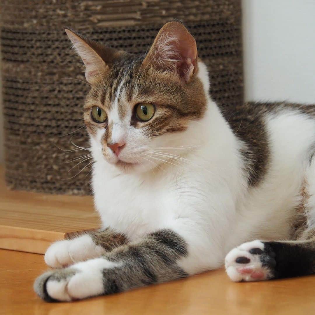 nozomiorideさんのインスタグラム写真 - (nozomiorideInstagram)「ここからこうなったシリーズ❺ しおんくん  My cat's name is Shion.  #のぞみさんの保護猫日記  #小さい時は残念ながらいつもしょぼしょぼ #とっちゃんぼうや #天然ボーイ」1月20日 8時21分 - nozomioride