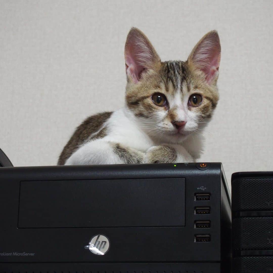 nozomiorideさんのインスタグラム写真 - (nozomiorideInstagram)「ここからこうなったシリーズ❺ しおんくん  My cat's name is Shion.  #のぞみさんの保護猫日記  #小さい時は残念ながらいつもしょぼしょぼ #とっちゃんぼうや #天然ボーイ」1月20日 8時21分 - nozomioride