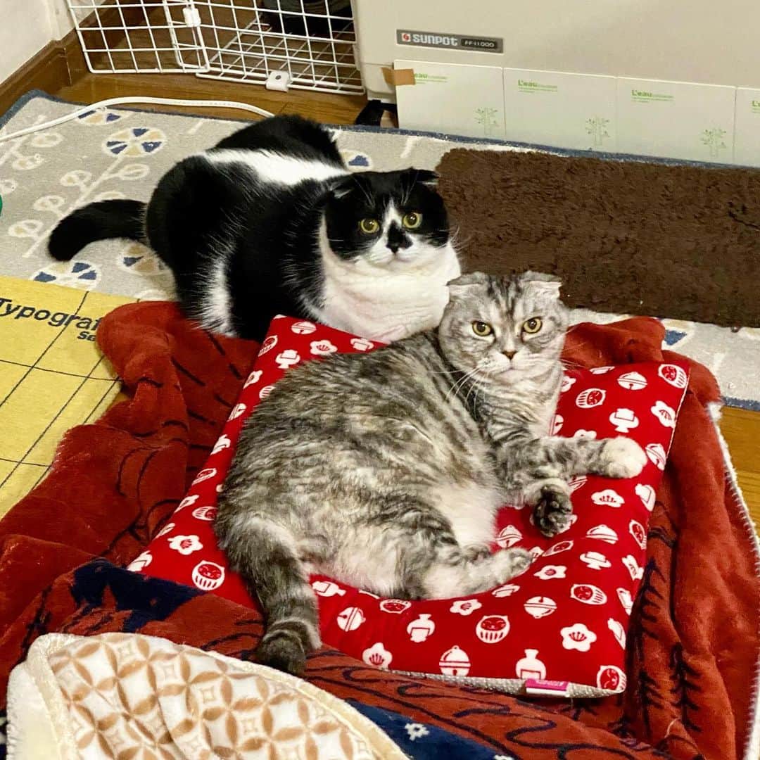 tiaichimaのインスタグラム：「Good morning!! 🌨おはナビムーギー‼︎  早朝、⏲タイマーでヒーターがONになった後、必ず、この赤座布団の争奪戦で、💥もめている鳴き声で目が覚める飼い主。  #牛柄組鼻まわり汚れ隊 #ムチムチッコ #ナビちん#ムーギー#MuuGieeboy#cat#neko#ねこ#neko#ネコ#スコティッシュフォールド#致命的な魅力#ScottishFold#まんじゅう部」