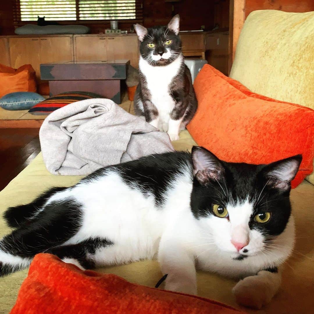 池内万作のインスタグラム：「うちの若い衆。 #イケウチ家の猫 #たらっさん #ねおっさん」