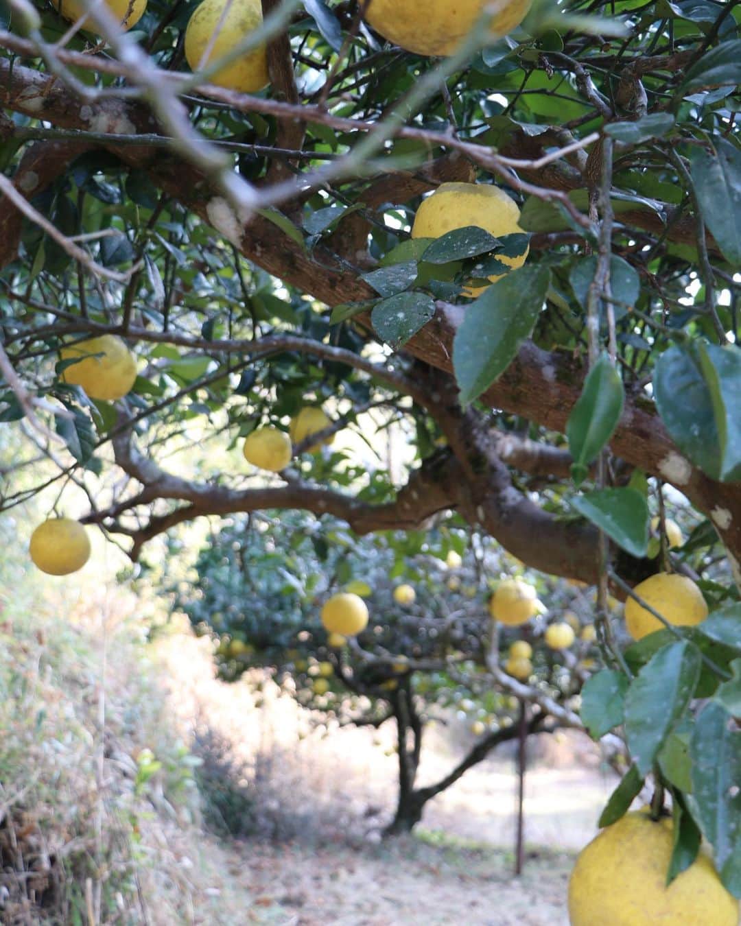 komugiさんのインスタグラム写真 - (komugiInstagram)「2021.1.19  山あいの実家柑橘畑も 収穫の季節を迎えました。 ほったらかし無農薬のサワーポメロは 甘み足らずで酸っぱいですが、 それでも美味しく頂きます。 分厚い皮は、厚さを整え 丁寧に苦味を抜きつつ煮ますと ゼリーのような美味しいピールに仕上がります。 チョコをコーティングしオランジェットに、 グラニュー糖をまぶしただけの砂糖菓子は 母が大変喜びました。 レモンタルトやレモンケーキにも サワーポメロ果汁やピールを足しています。  そして、昨夜娘より届いた福便り。 落ち着きのない毎日を豊かにするお茶に道具、 抜き型の雪輪の可愛らしさが 大寒の朝の寒さを和らげました。  #ウィークエンドシトロン #タルトオシトロン #サワーポメロ #サワーポメロピール #weekendcitron  #キャロットスープ #キャベツの芯入り」1月20日 8時39分 - komugi3955