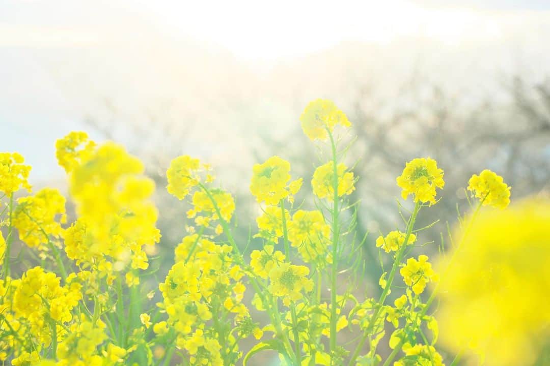 kiccyomuのインスタグラム：「☀️ 2021.01.20 Wed #心に花を #吾妻山 の #菜の花  今のこのご時世… 📷撮りになかなか行けない状況だけど きちんと対策すれば大丈夫？ 早く収まって欲しいです🙏  今日も元気に🤗  location #神奈川 #二宮 📷撮影 2021年01月02日」