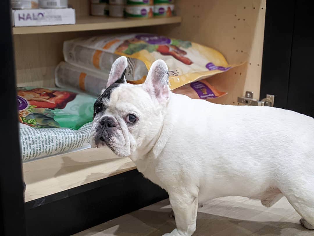 Manny The Frenchieのインスタグラム：「I've found the jackpot cabinet! I'll just stand here until you feed me! 😋 Did you know @halopets has different kibbles like senior and healthy weight for all your pets needs?!」