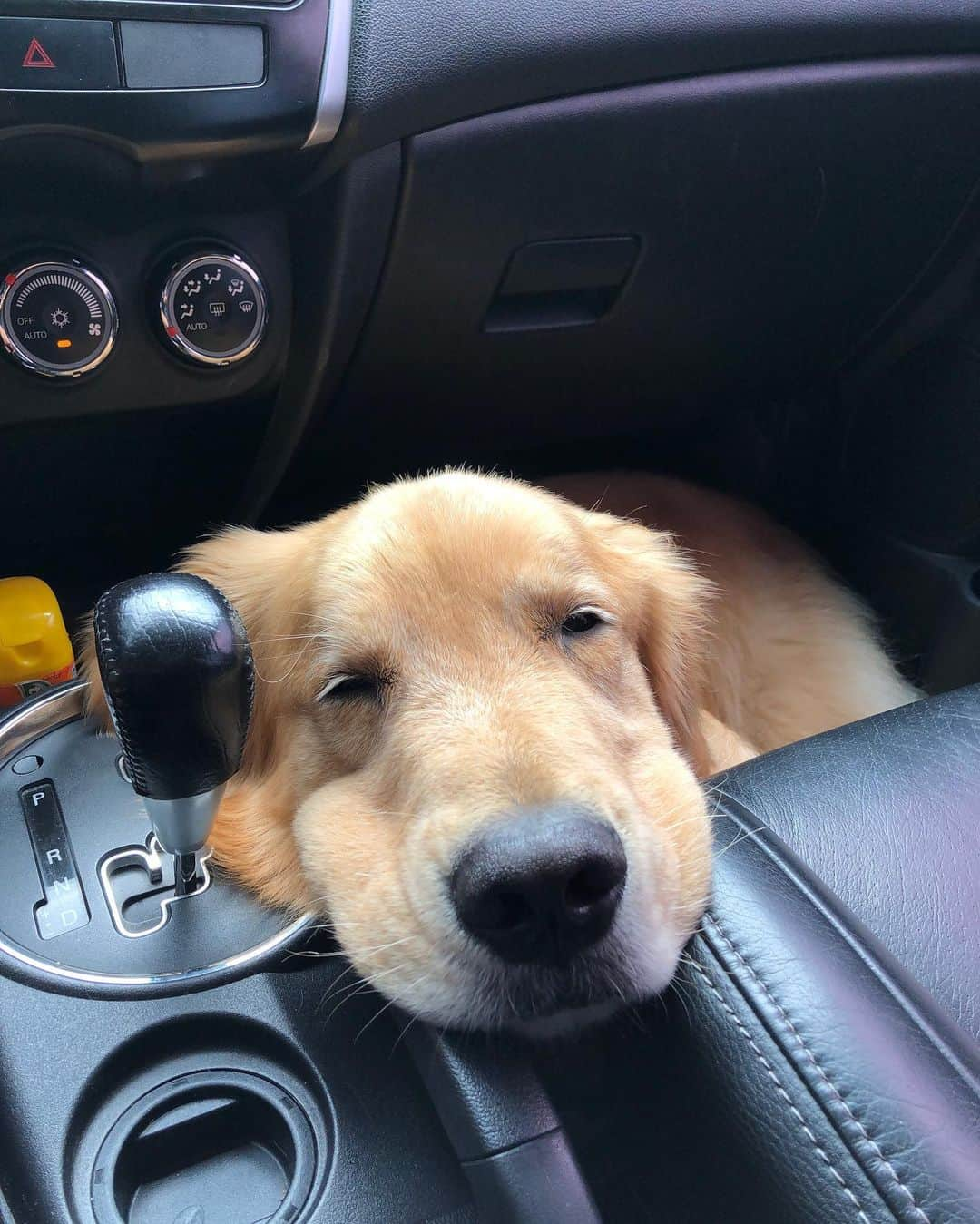 Bobさんのインスタグラム写真 - (BobInstagram)「Sabe aquela pessoa que mal entra no carro e já dorme? Aqui em casa temos um assim também, quem será ? 🤔😴 . . #pets #photooftheday #petsofinstagram #instagrammers #instagram #instadaily #vejasp #goldenretriever #goldenretrievers #goldenretrieversofinstagram #dogs #dogstyle #dogoftheday #dogsofinstagram #saopaulo #gudfriends #photography」1月20日 8時53分 - bob_marley_goldenretriever