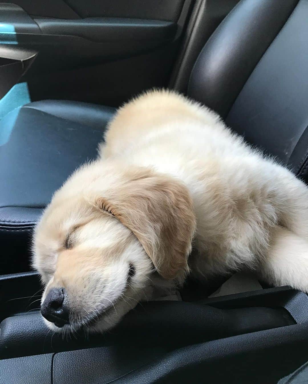 Bobのインスタグラム：「Sabe aquela pessoa que mal entra no carro e já dorme? Aqui em casa temos um assim também, quem será ? 🤔😴 . . #pets #photooftheday #petsofinstagram #instagrammers #instagram #instadaily #vejasp #goldenretriever #goldenretrievers #goldenretrieversofinstagram #dogs #dogstyle #dogoftheday #dogsofinstagram #saopaulo #gudfriends #photography」
