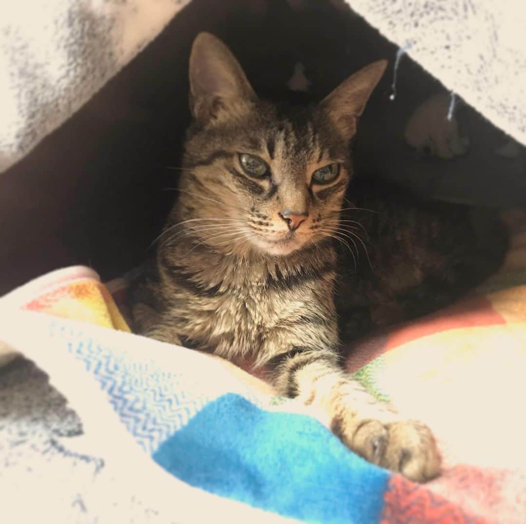 小嶋晶子のインスタグラム：「I don't want to move because it's so cold.🐈❄️🐾 #cat #cats #browntabby #catsofinstagram #catstagram #neko #nekostagram #ねこ #ねこ部 #ねこすたぐらむ #きじとら #きじとらねこ #きじとら女子 #きじとら部 #ネコ #ネコ部  #キジトラ #キジトラネコ #キジトラ部 #かぎしっぽ #かぎしっぽ猫部 #カギしっぽ #カギしっぽ猫 #お腹ハゲてる #足の裏もハゲてる」