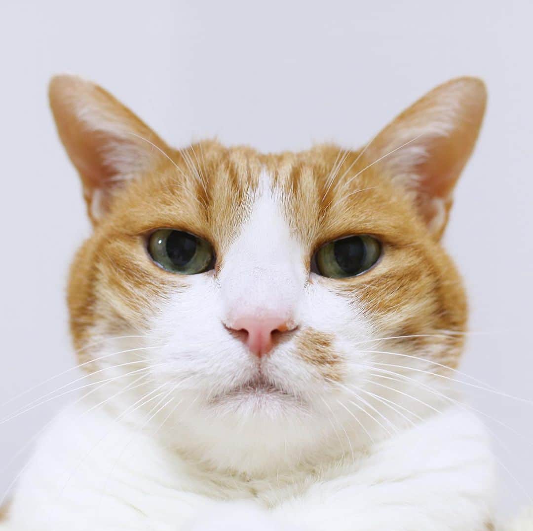 リプリー王子のインスタグラム：「2021.01.20 #0120ripleyn なんかオモロい顔のりぷこさんw #おはりぷちん ！ ピントがお鼻。  .  #無敵の親バカ同盟 #シブにゃん隊over10  #チームラスカルにゃん #りぷちん #りぷちん2021  #ふわもこ部 #関西ねこ部 #cat #猫 #ねこ  #茶しろ組 #gingercat #茶トラ男子部 #excellent_cats #instacat_meows #cat_features #catsofinstagram #weeklyfluff #IGersJP #catstagram #bestmeow  #ペコねこ部 #sippoストーリー #nyancon01 #rakutenpet  #猫カレンダー2022参加したい  @animalabo_official #まんまる マズルまんまる🎶」
