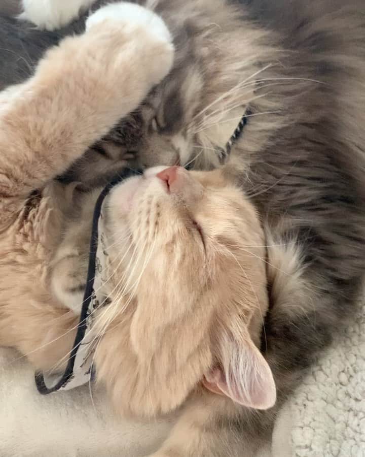 nocoaのインスタグラム：「． 尊い🤤 ． ． #ロイサラ成長記録  #ミロの成長記録 #nocoa動画#catvideo#猫動画#グレー猫#猫#ねこ#cat#topcatphoto#にゃんすたぐらむ#catsofinstagram#DailyFluff#WeeklyFluff#instacat_meows#ペコねこ部#猫のいる暮らし#9gag#meowed#サンデイ#picneko#猫とインテリア」