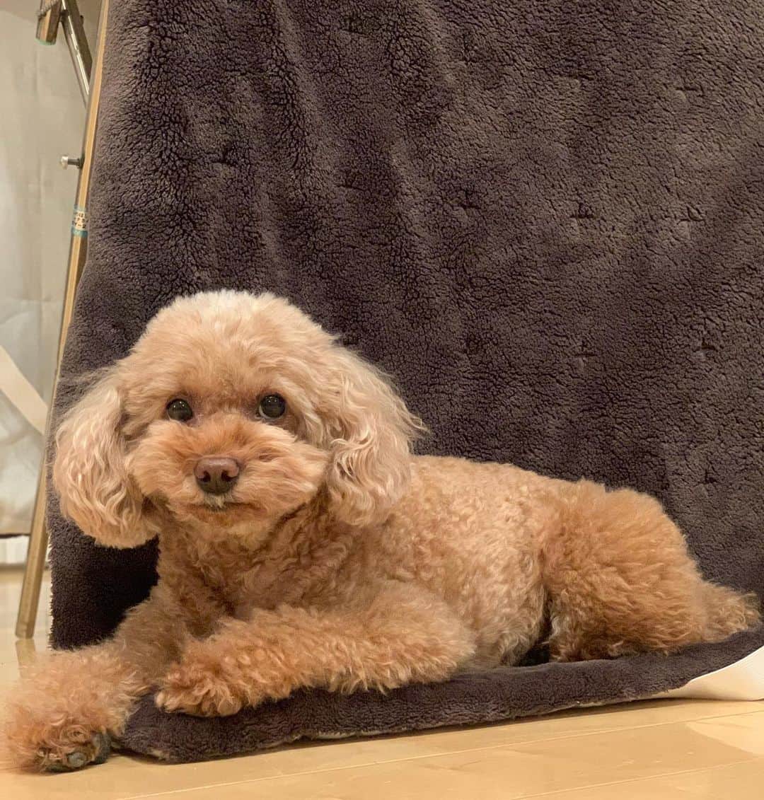 福西崇史さんのインスタグラム写真 - (福西崇史Instagram)「. そのスペースでもそれに寝るよね〜🐶w . かわいい〜😍 . #トイプードル #ココ #マット #干してるのに #犬 #dog #みんなの犬の好きなものって何ですか #家 #かわいい」1月20日 20時32分 - takashi_fukunishi