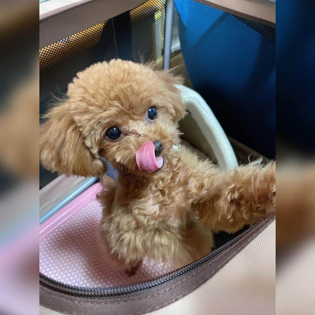 吉田沙保里さんのインスタグラム写真 - (吉田沙保里Instagram)「リリーちゃん🐶 元気に過ごしてます😆✨ 体重も1.5キロになりました😊 #リリー #トイプードル #女の子 #8ヶ月」1月20日 19時30分 - saori___yoshida