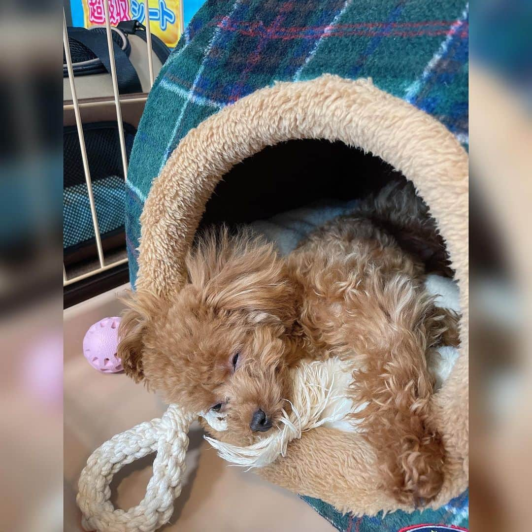 吉田沙保里さんのインスタグラム写真 - (吉田沙保里Instagram)「リリーちゃん🐶 元気に過ごしてます😆✨ 体重も1.5キロになりました😊 #リリー #トイプードル #女の子 #8ヶ月」1月20日 19時30分 - saori___yoshida