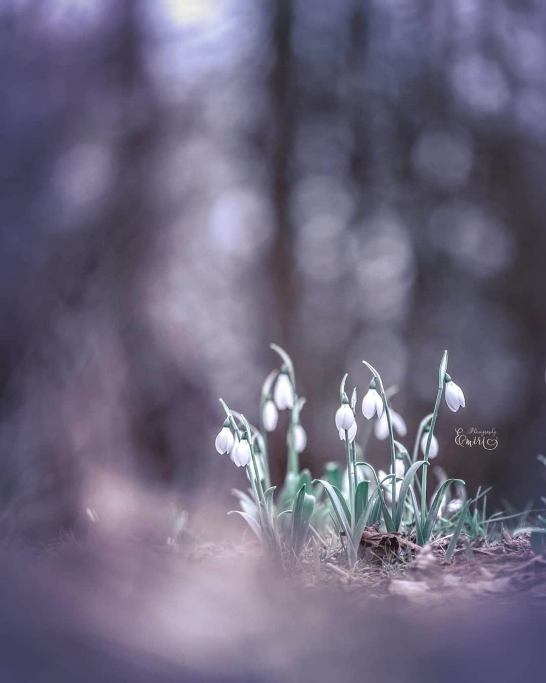 花の写真館のインスタグラム：「Photo by @_____mimosa.619_____.⠀ https://instagram.com/_____mimosa.619_____/⠀ .⠀ Original Post[投稿いただいたURL]⠀ https://www.instagram.com/p/B7mzFz0g9VV/⠀ .⠀ 本アカウントは、 #私の花の写真 をつけてInstagramに投稿された皆さまの花の写真や、「花の写真館」Facebookページで投稿された花の写真を紹介します。⠀ 「花の写真館」Facebookページは、「 @floral.photograph 」のプロフィールにあるURLからご覧ください。⠀ .⠀ ※各自、政府、自治体など公的機関の指示に従った行動をお願いします。⠀⠀ 東京カメラ部および分室では、写真を「見る楽しみ」を提供することを通して、微力ながら皆様にわずかな時間でも癒しをお届けしたいと思っております。⠀ ※本アカウントは東京カメラ部がFacebook、Instagramのサービスを利用して運営しているもので、Facebook社・Instagramとは一切関係ありません。⠀ .⠀ #花の写真館 #floralphotograph #floralphoto #flower #flowers⠀ Follow: @floral.photograph」